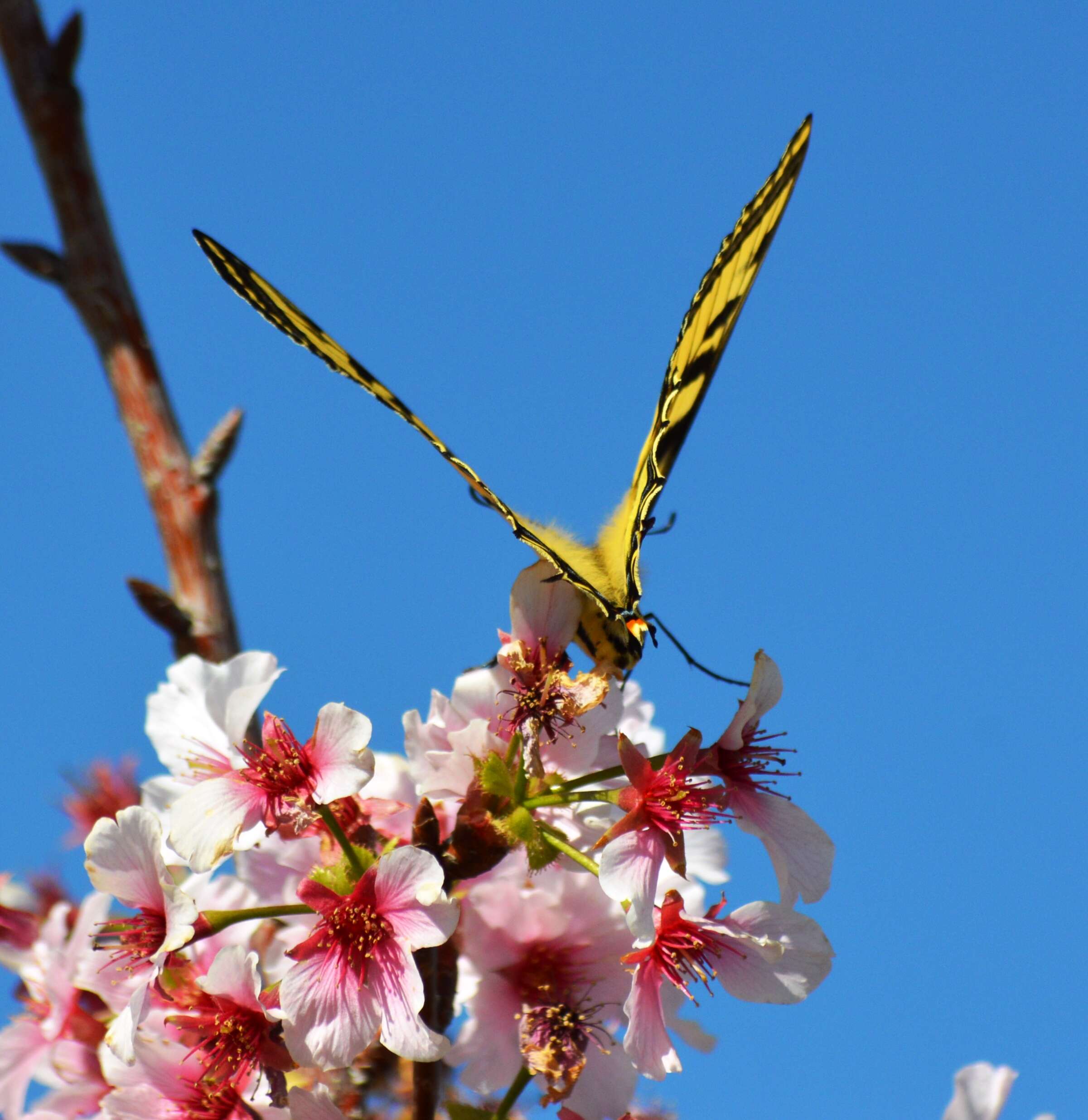 صورة Papilio rutulus Lucas 1852