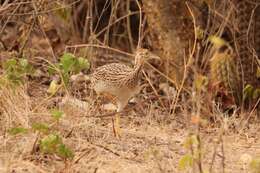 Image of White-bellied Nothura