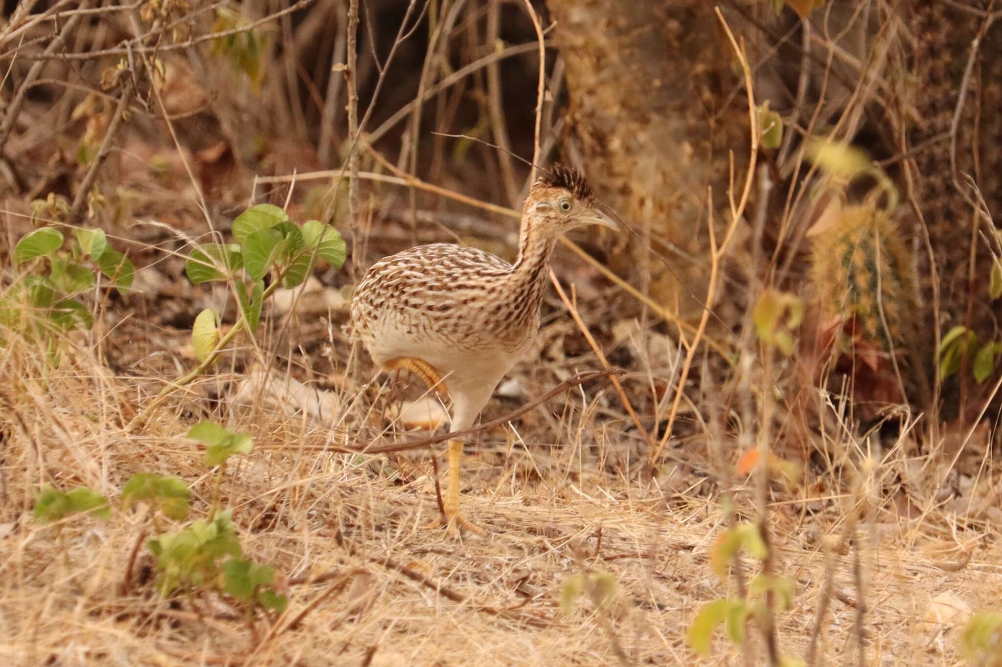 Image of White-bellied Nothura