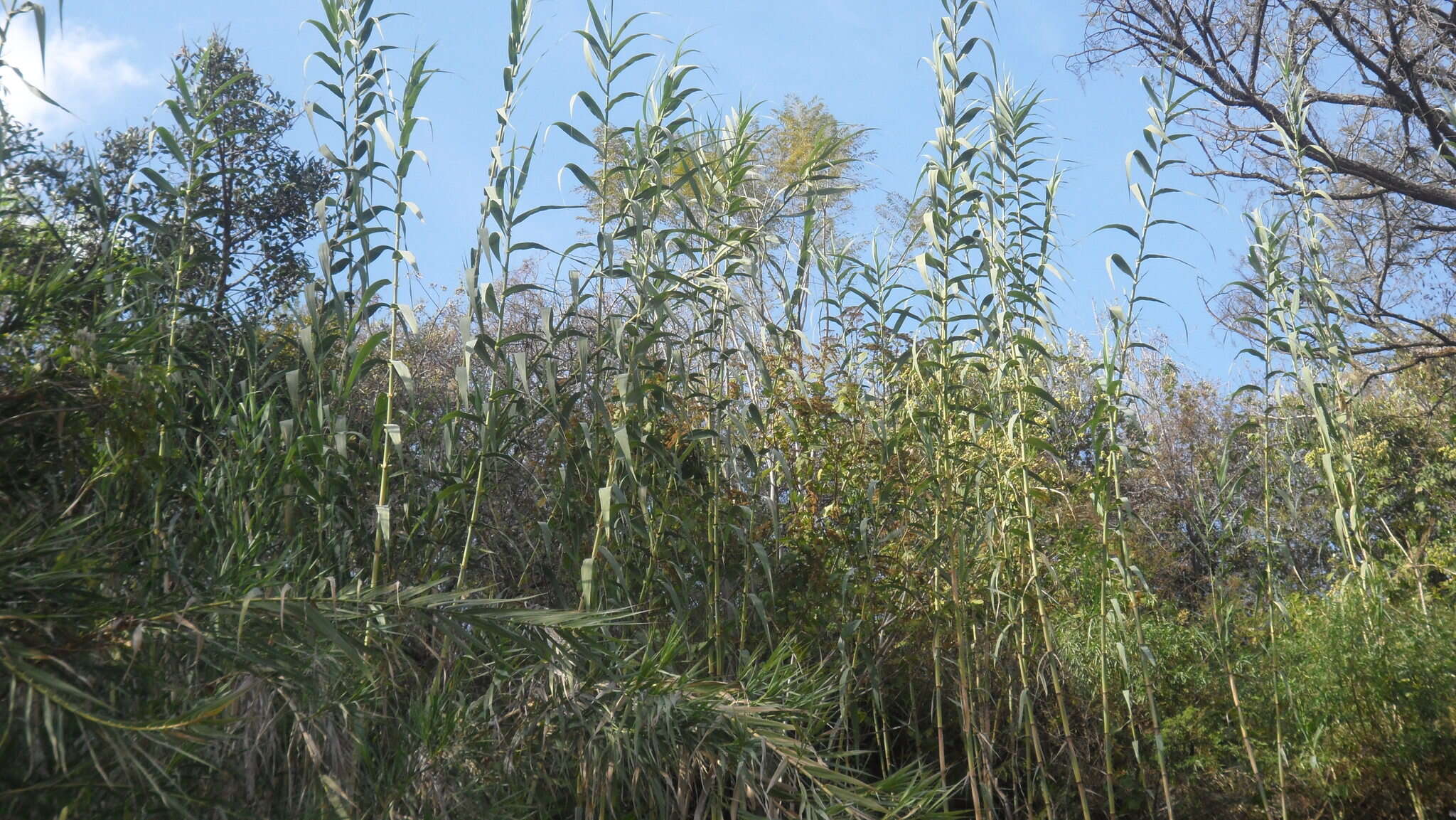 Plancia ëd Arundo donax L.