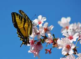 صورة Papilio rutulus Lucas 1852