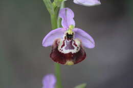 Image of ophrys