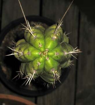 صورة Echinopsis peruviana (Britton & Rose) H. Friedrich & G. D. Rowley