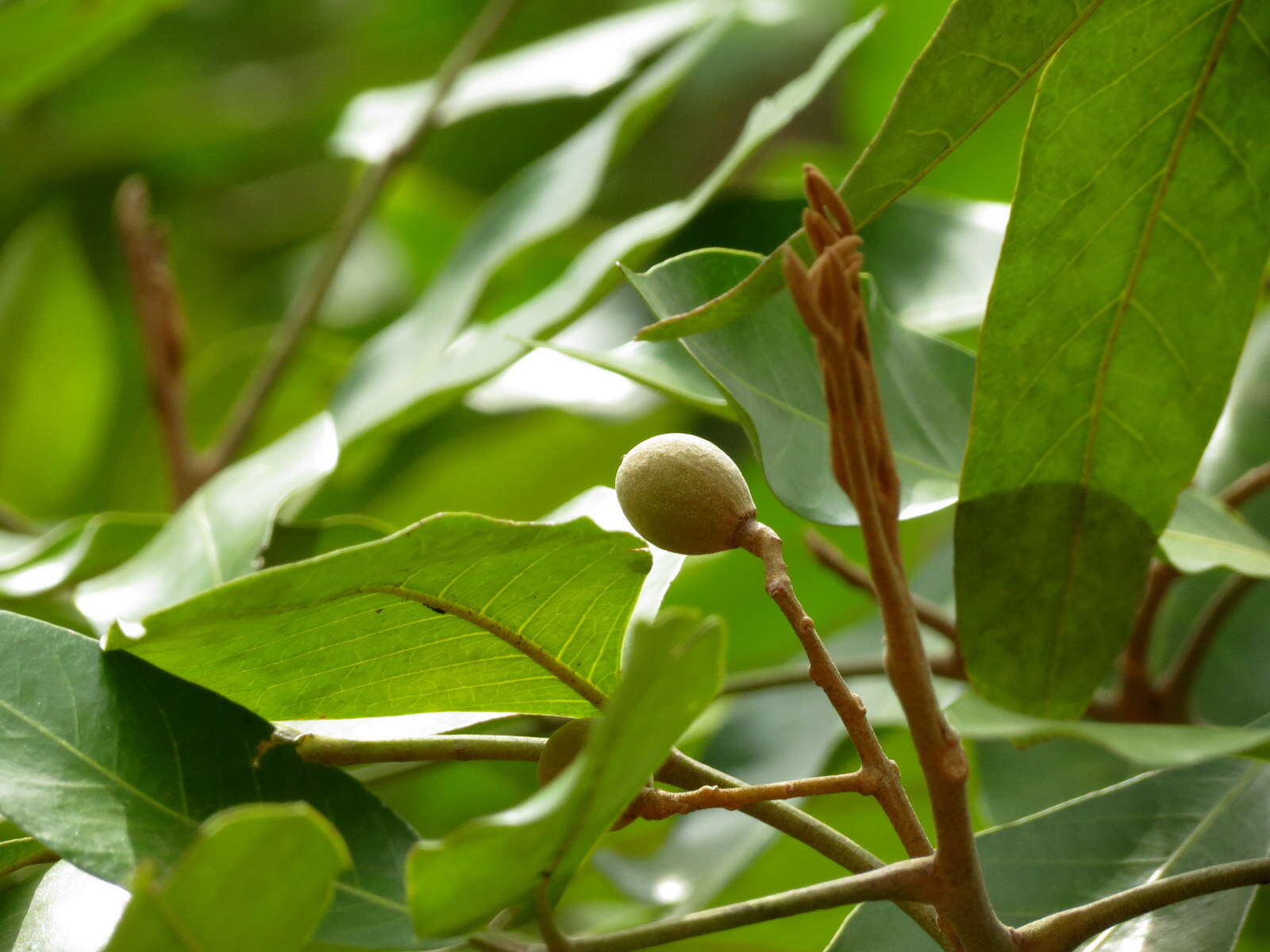 Image of longan