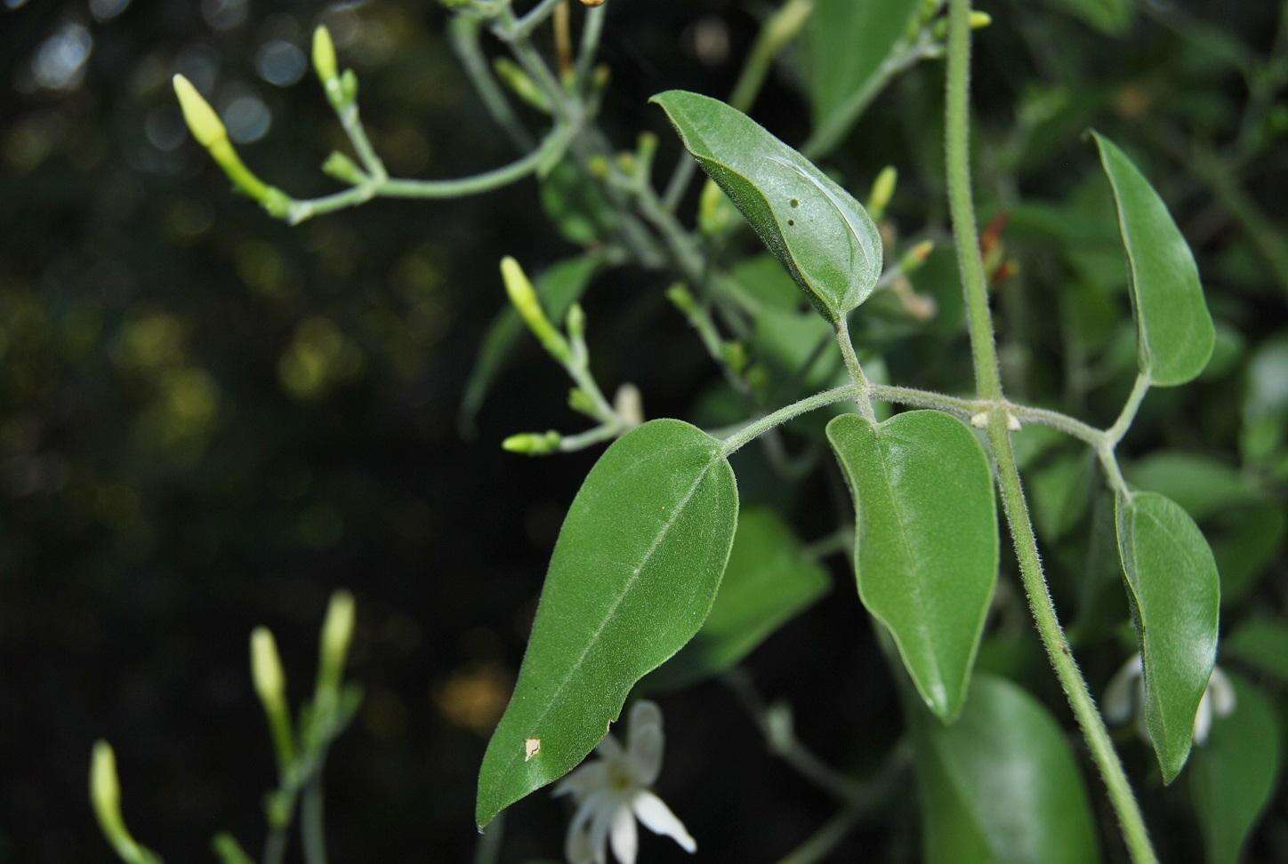 Image of Jasminum fluminense subsp. fluminense