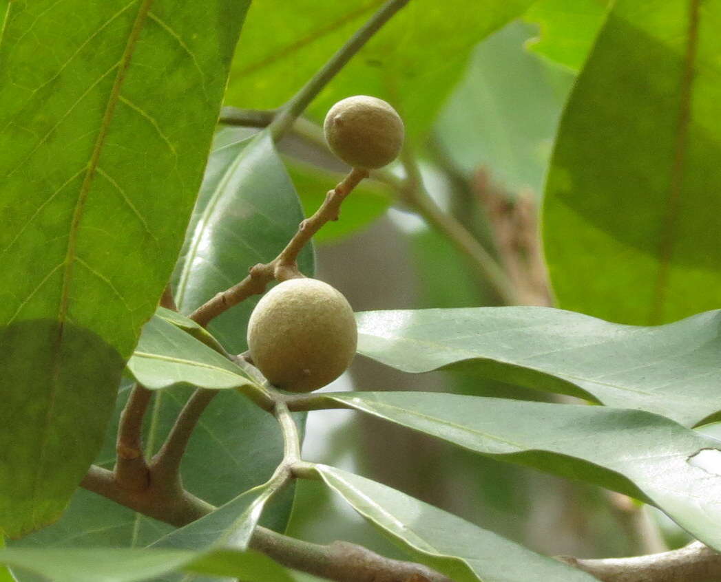 Image of longan