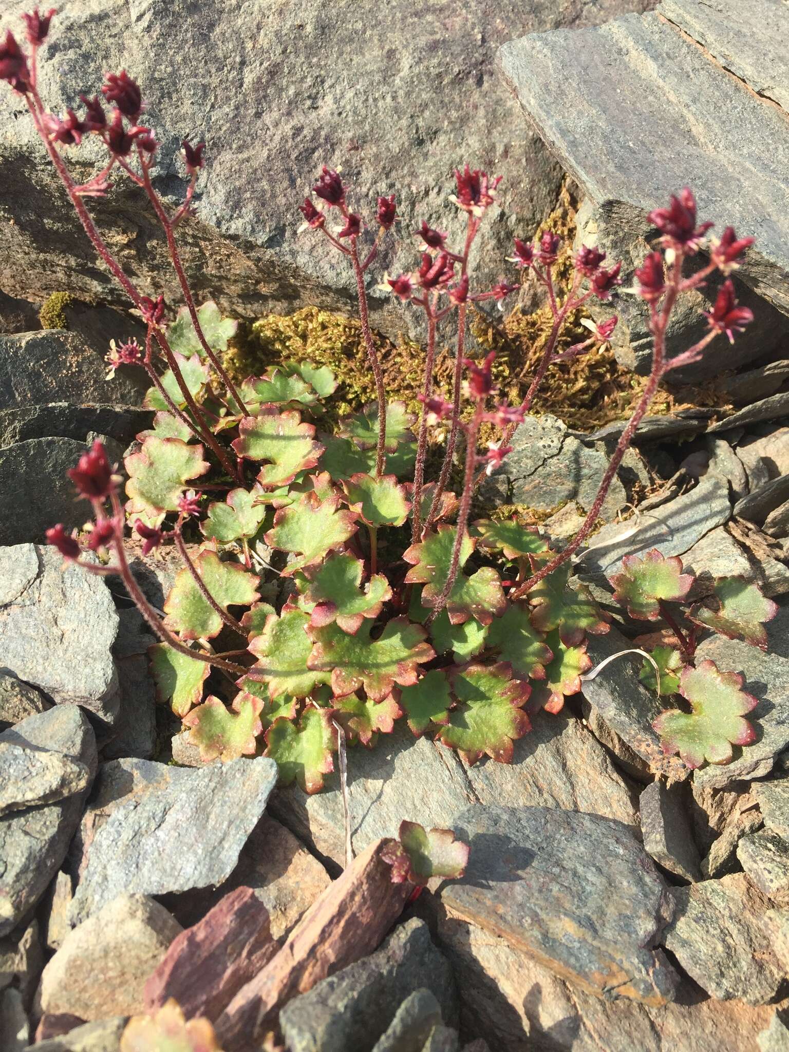 Image of Porsild's Pseudosaxifrage