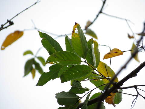 Image of Lagerstroemia microcarpa Wight