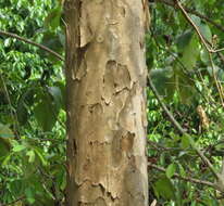 Image of Lagerstroemia microcarpa Wight
