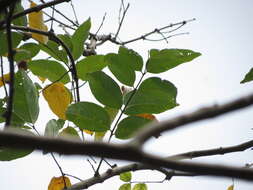 Image of Lagerstroemia microcarpa Wight