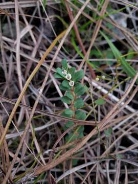 Euphorbia pergamena Small resmi