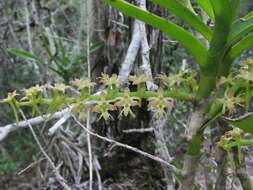 Imagem de Tridactyle bicaudata subsp. bicaudata