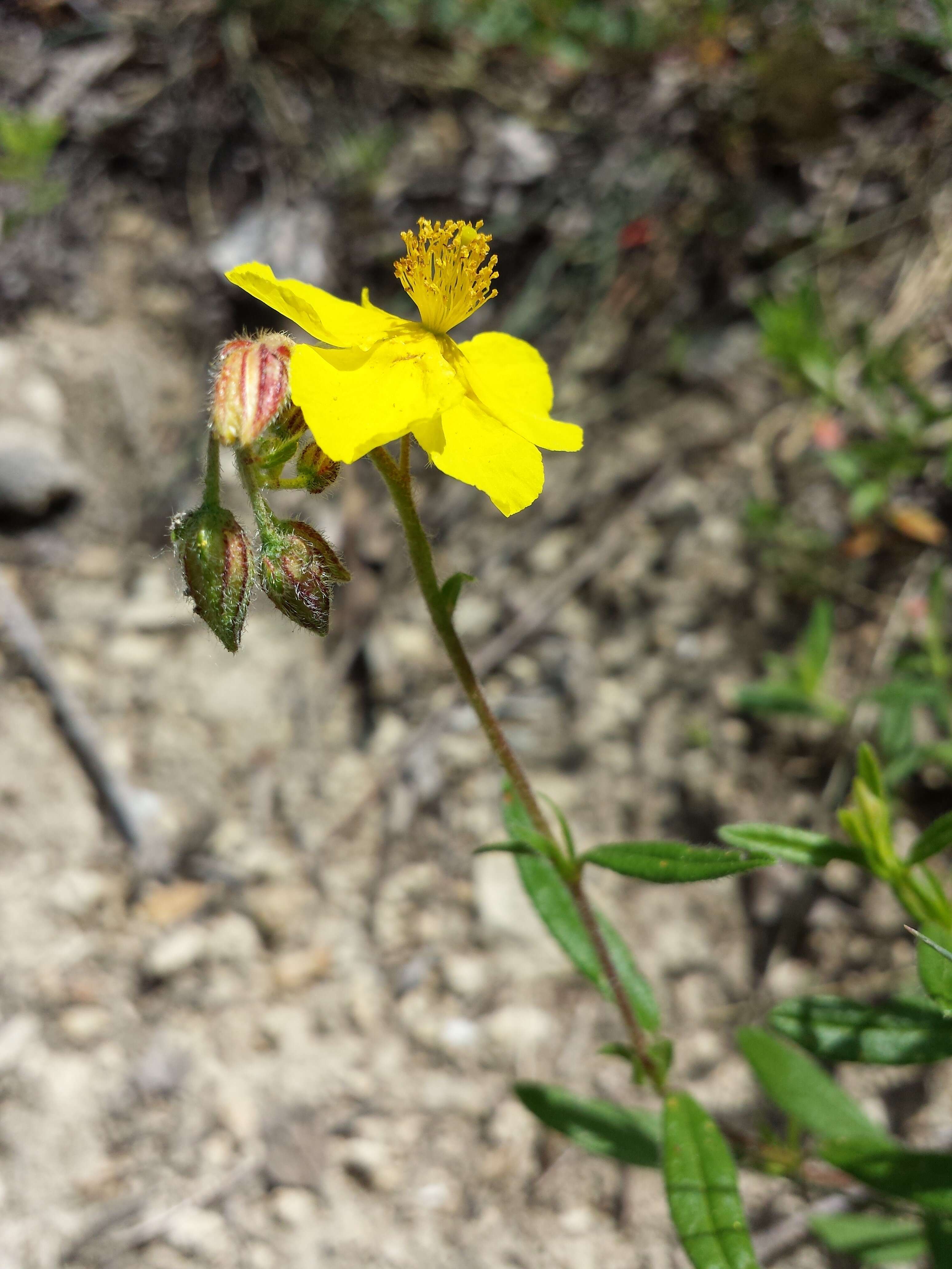 Image of Common Rock-rose