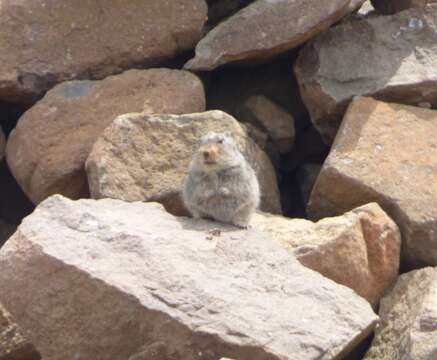 Image of Sloggett's Vlei Rat