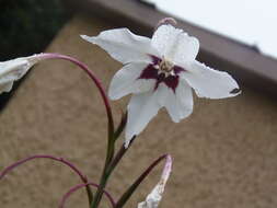 Image of Gladiolus murielae Kelway
