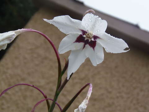 Plancia ëd Gladiolus murielae Kelway