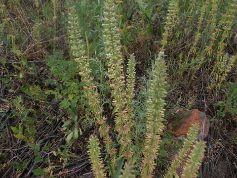 Image of thymeleaf dragonhead