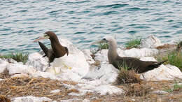 Image of Brown Booby