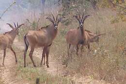 Image of Roan Antelope