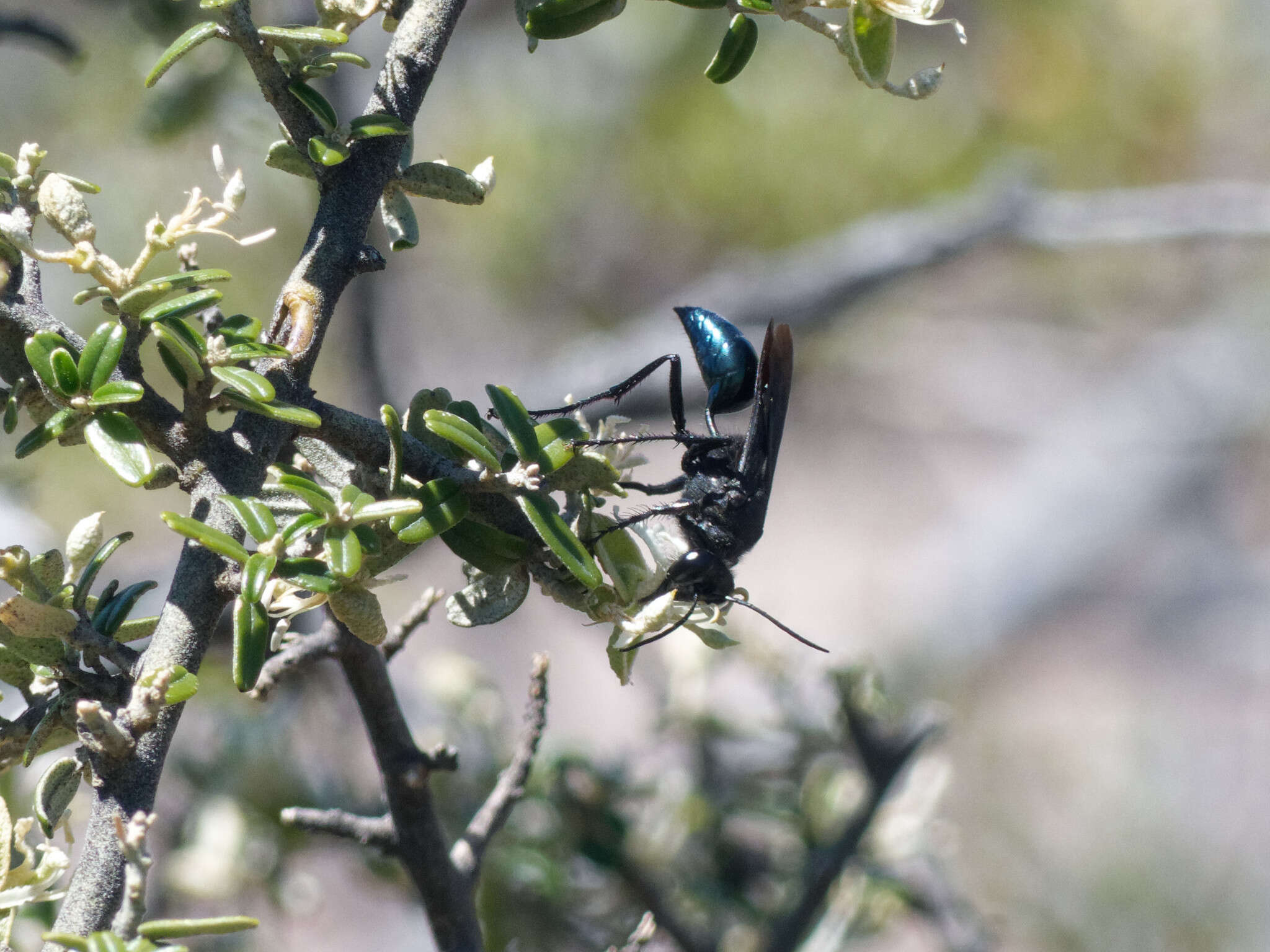 Stangeella cyaniventris (Guérin-Méneville 1831) resmi