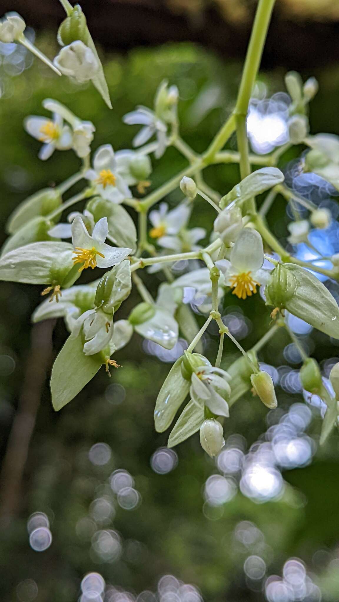 Слика од Begonia glabra Aubl.