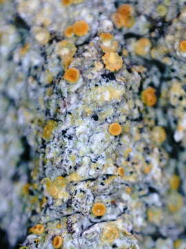 Image of orange lichen