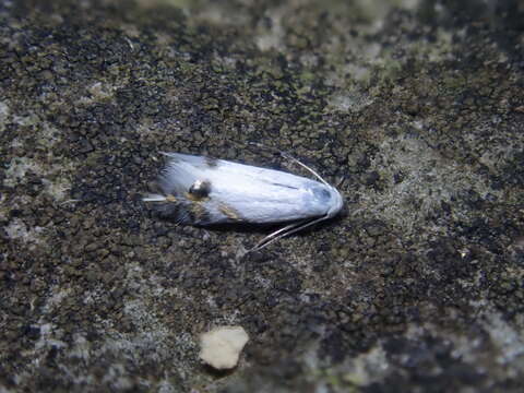 Imagem de Leucoptera laburnella Stainton