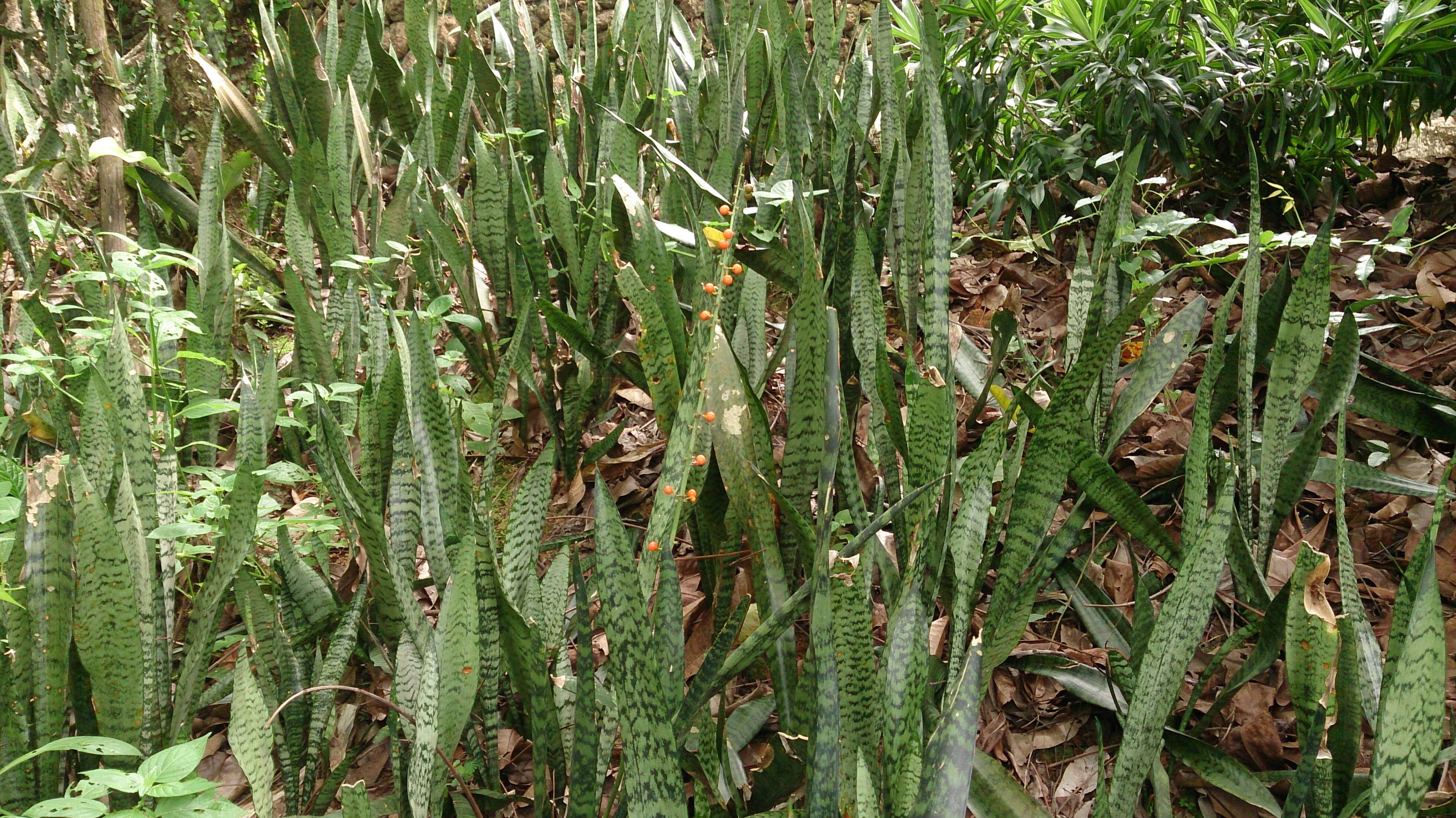 Image of viper's bowstring hemp