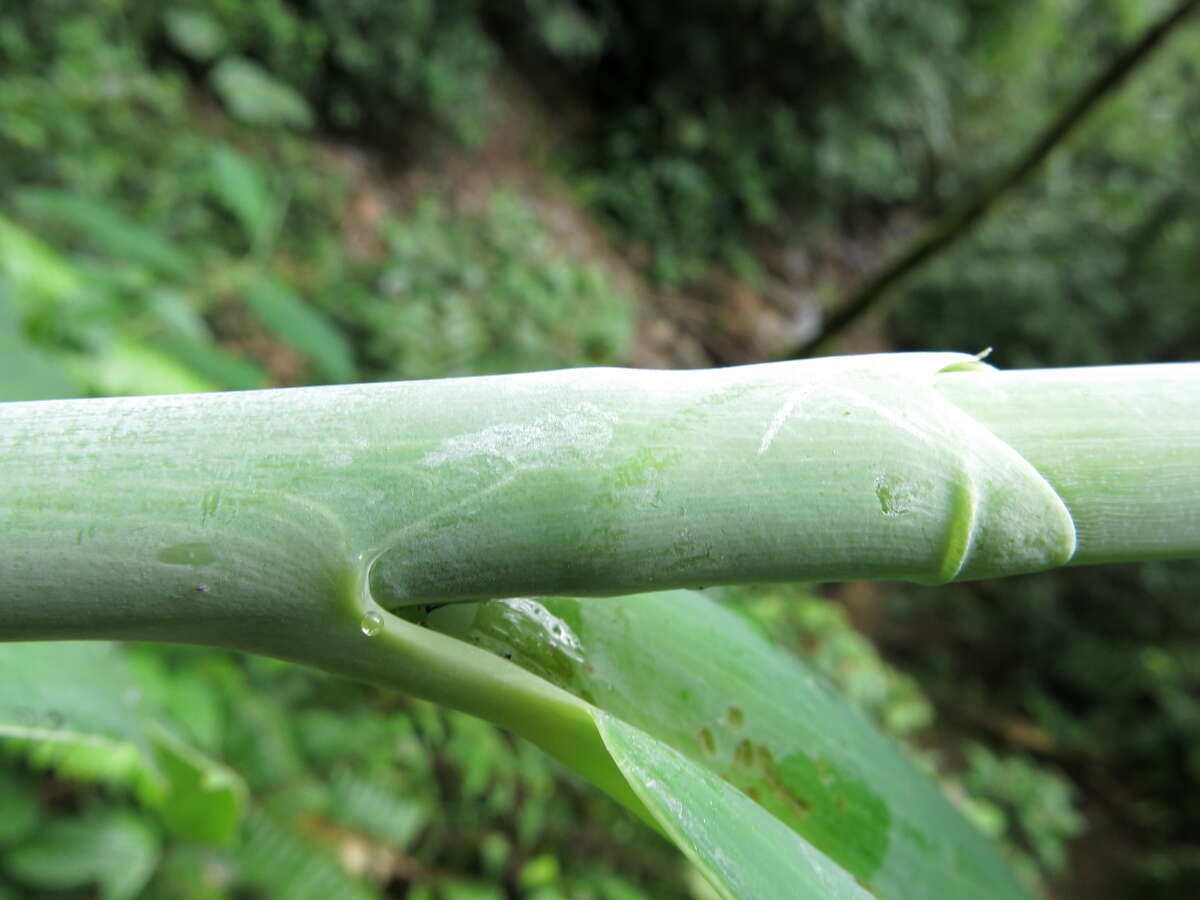 Imagem de Costus glaucus Maas