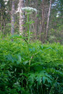 Image of Heracleum dissectum Ledeb.