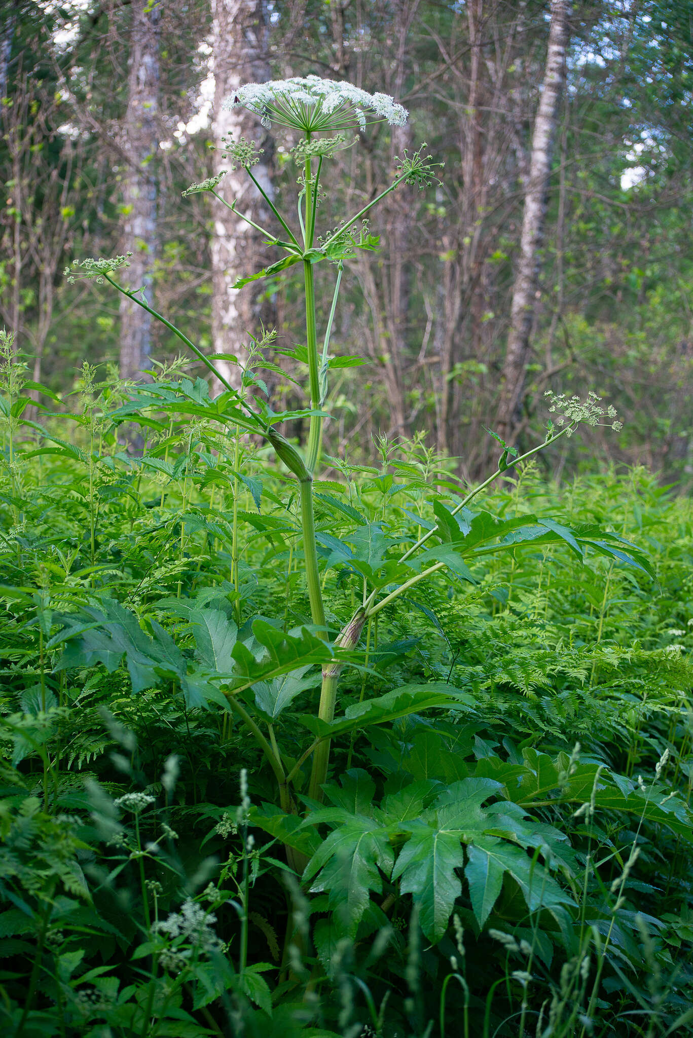 Image of Heracleum dissectum Ledeb.