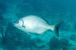 Image of Bermuda chub