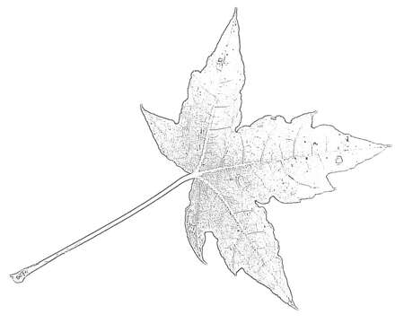 Image of Shandong Maple