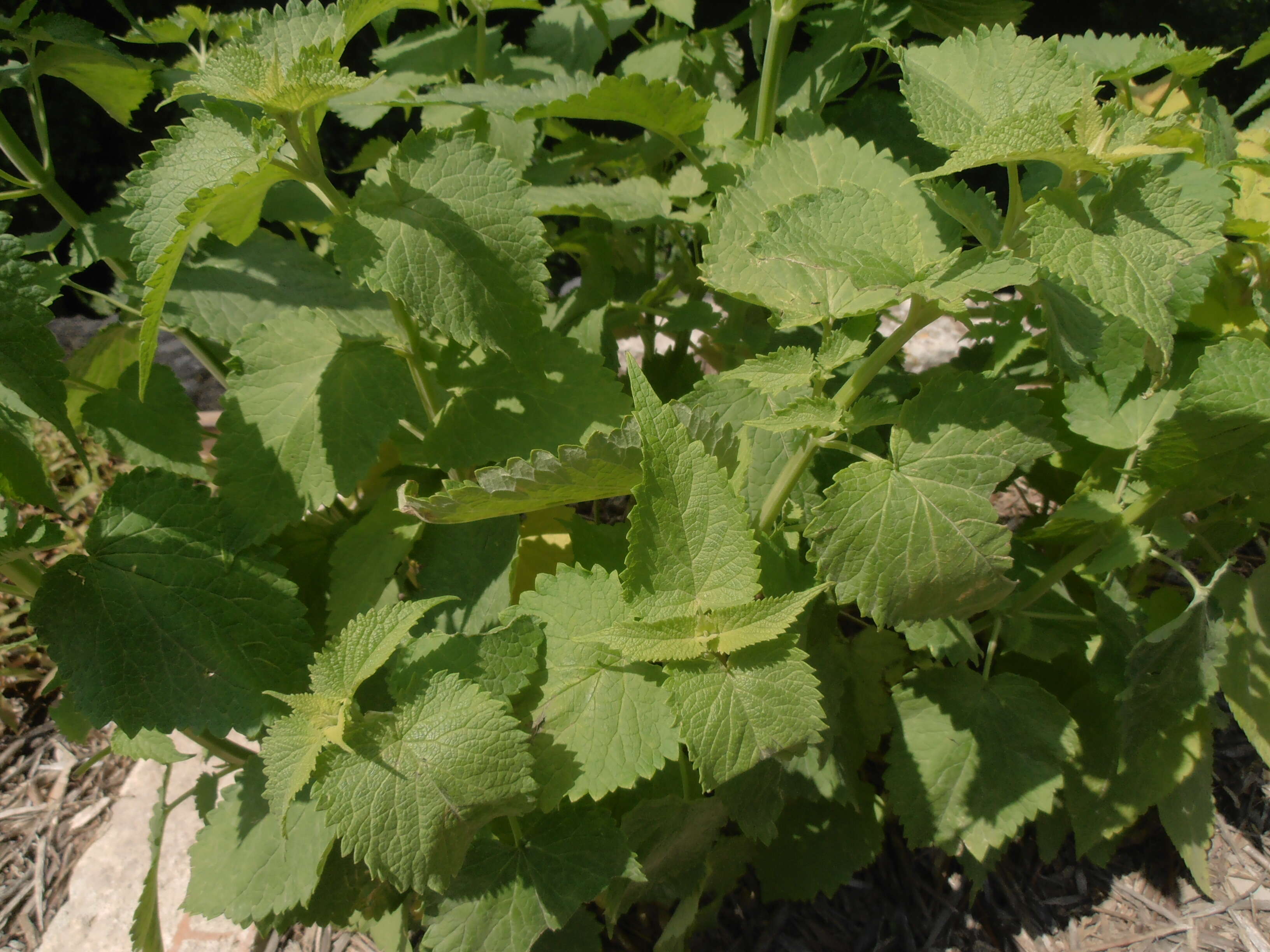 Imagem de Agastache foeniculum (Pursh) Kuntze