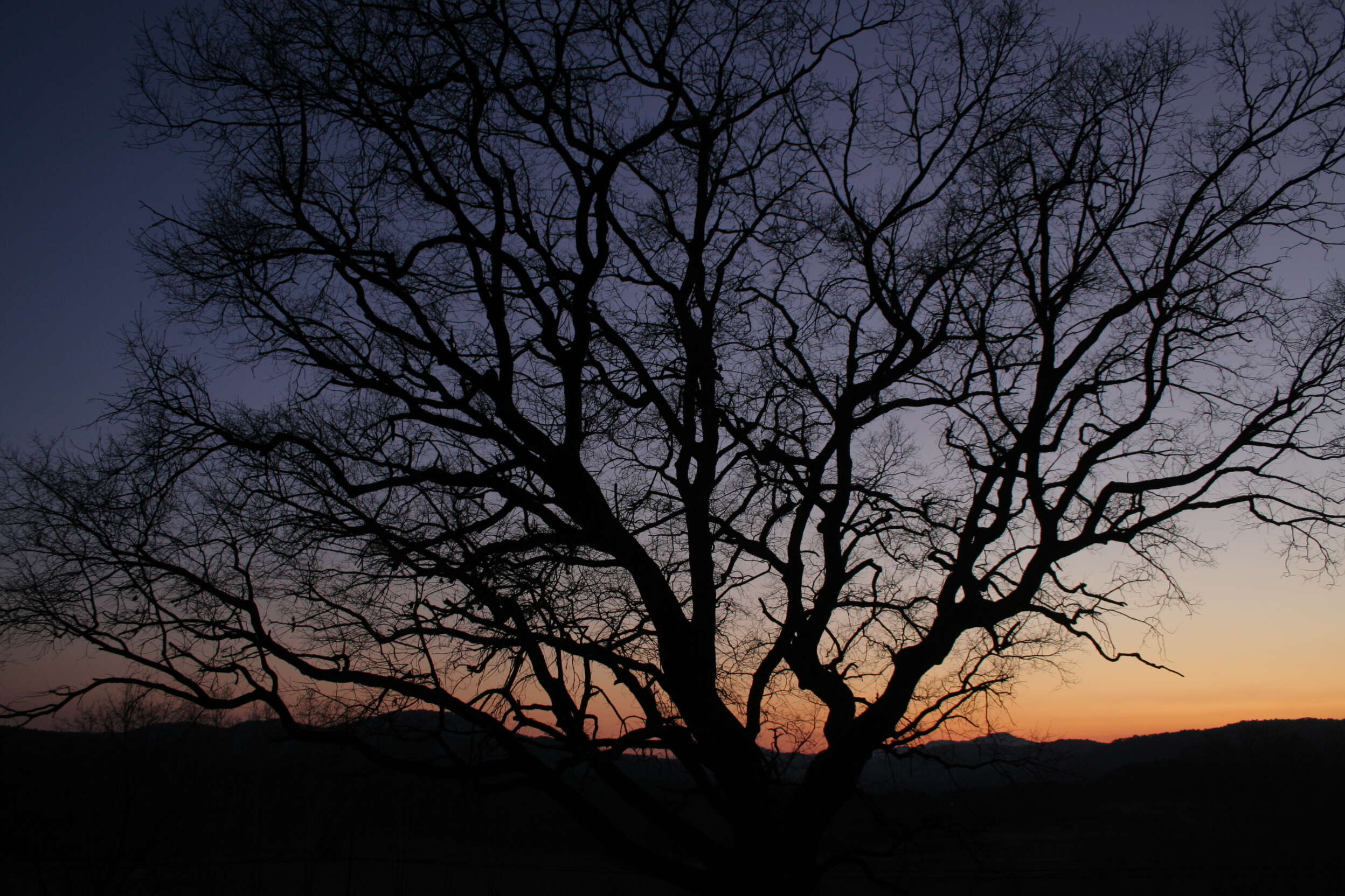 Image of Quercus faginea Lam.