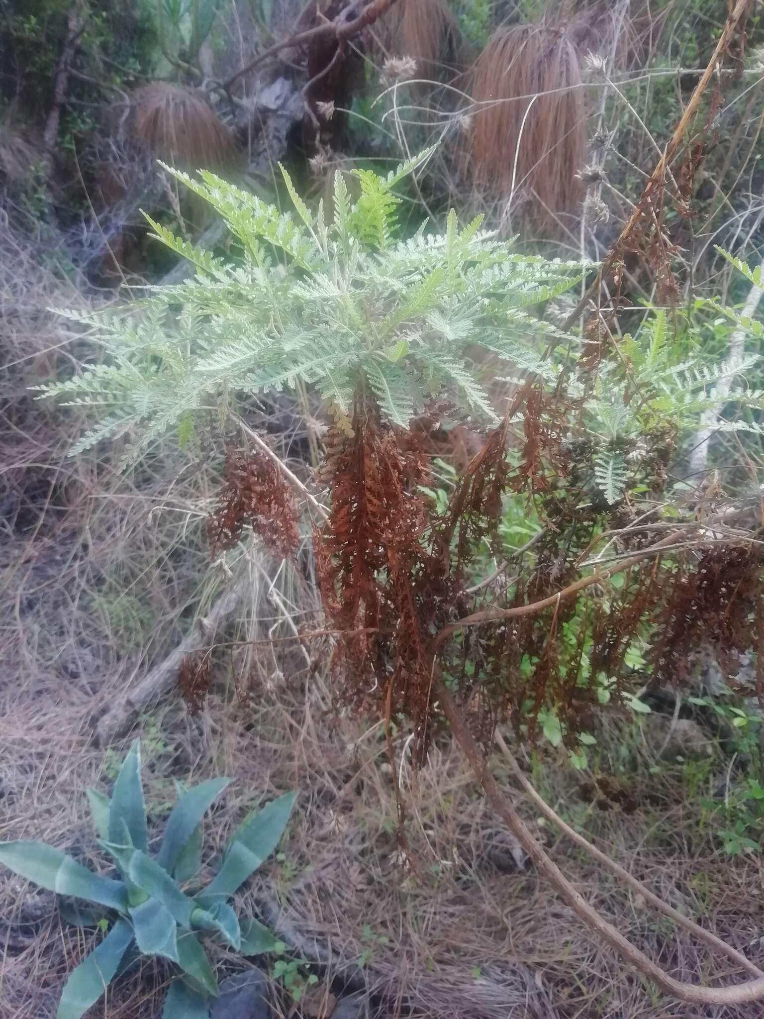 Image of Gonospermum canariense subsp. canariense