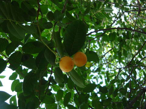 Image of Jewish plum