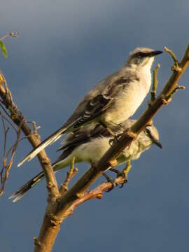 Image of Tropical Mockingbird