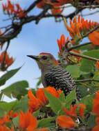 Image of Red-crowned Woodpecker