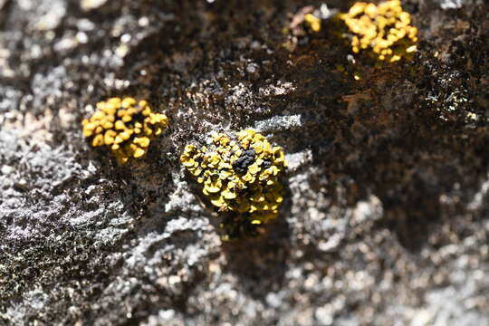 Image of Texas xanthopsorella lichen