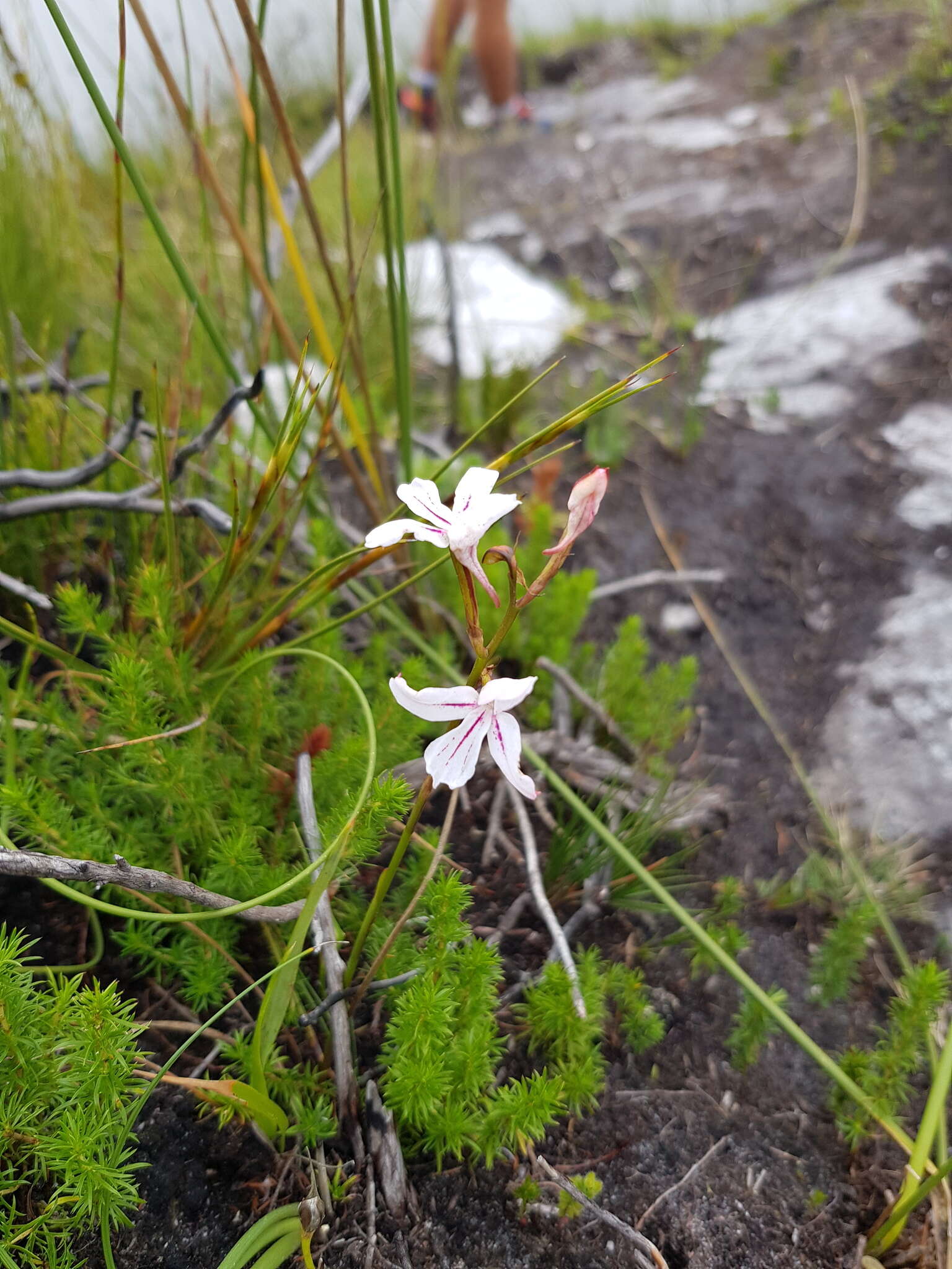 Image de Disa gladioliflora Burch. ex Lindl.