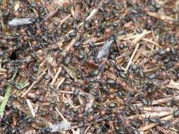 Image of Thatching ant