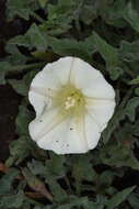 صورة Calystegia collina (Greene) Brummitt