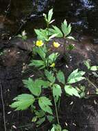 Ranunculus hispidus var. caricetorum (Greene) T. Duncan的圖片