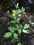 Image of bristly buttercup