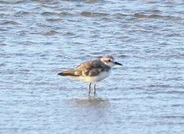 Image of Greater Sand Plover