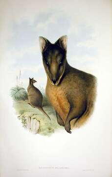 Image of Red-bellied Pademelon