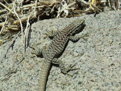 Image of Lorenz's Tree Iguana