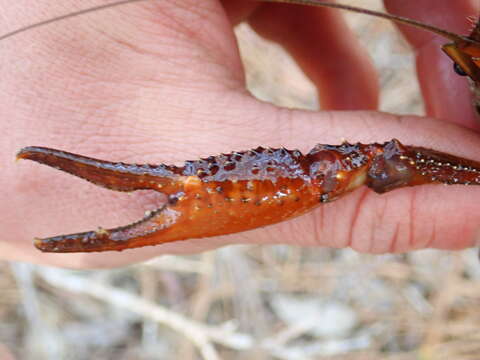 Image of Procambarus leonensis Hobbs 1942