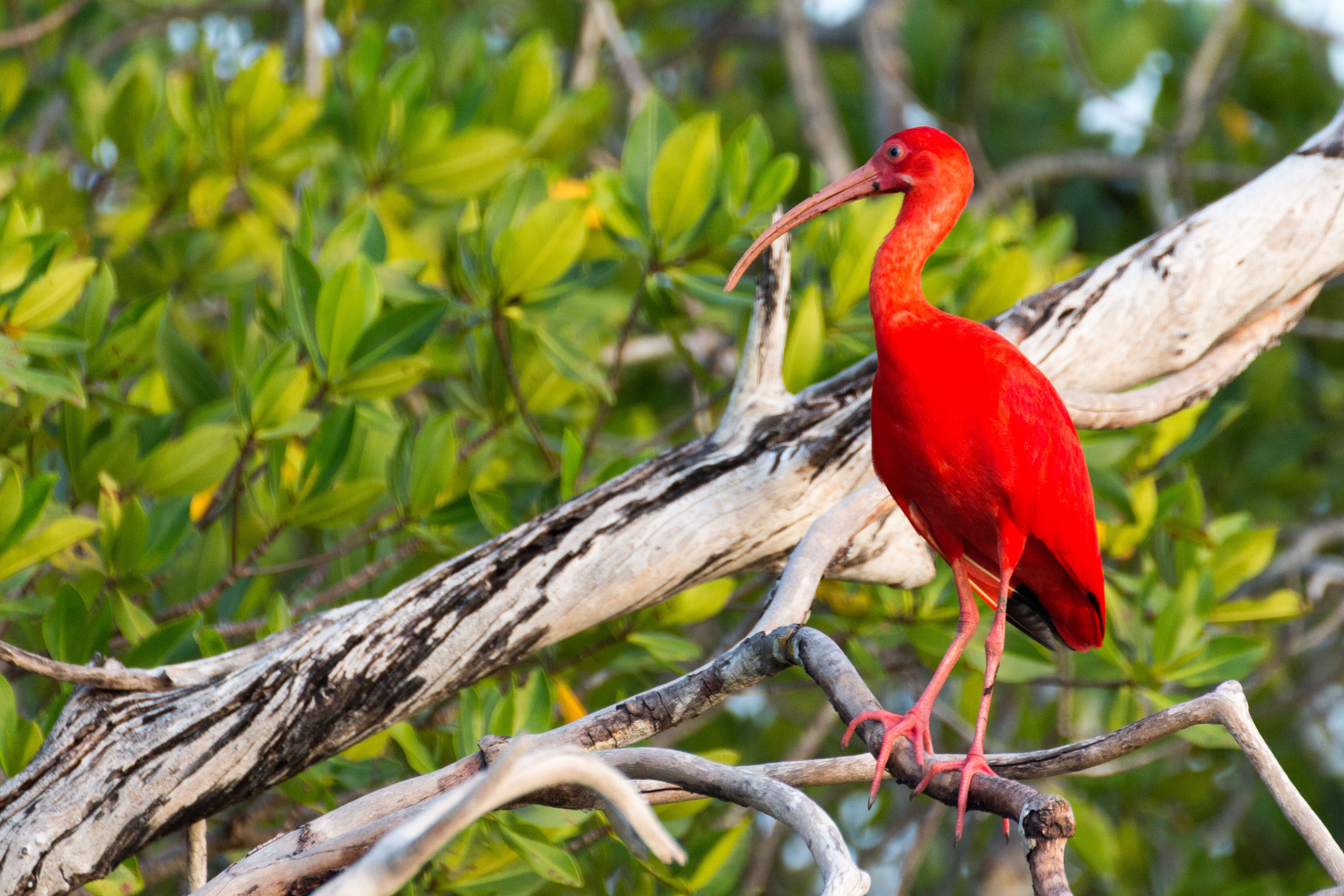 Image of Scarlet Ibis